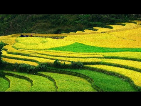 Sự Bùng Nổ Của Video Ngắn và Trí Tuệ Nhân Tạo: Vai Trò Thiết Yếu Của Đào Tạo Kỹ Năng Sáng Tạo Nội Dung